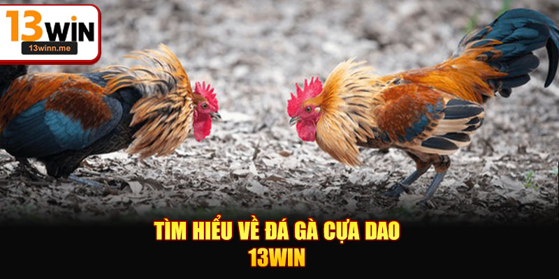 Tìm hiểu về Đá gà cựa dao 13WIN