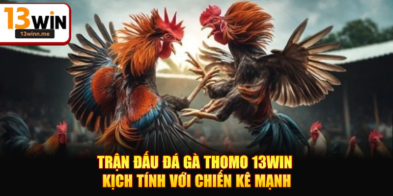 Trận đấu đá gà Thomo 13WIN kịch tính với chiến kê mạnh